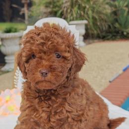 Tillie - Red female Cavapoo puppy in Dallas, Texas from Halo's Heroes Doodles
