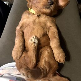 Goldendoodle Puppies from Mountainside Goldendoodle