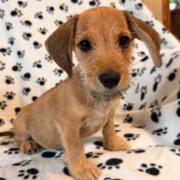 Barky - Red male Dachshund puppy in Lynn, Indiana from StorSma Farms
