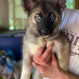 Blue - Agouti and white female Siberian Husky puppy in Tennessee from Heavenly Made Huskies and Poms