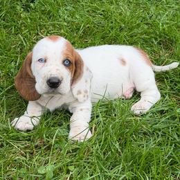 Male 2 - Mahogany and white male Basset Hound puppy in Manchester, Tennessee from Middle TN Leopard Catahoulas and Middle TN Bassett Hounds