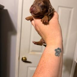 Dapple girl 1 - Dapple female Dachshund puppy in Campbell, Texas from Blooming Grace Homestead
