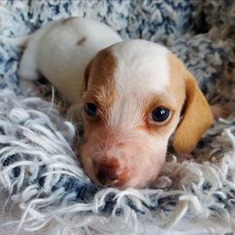 Finn - Piebald male Dachshund puppy in New Brighton, Minnesota from Doxie Lakes