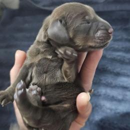 Ashoka- AKC - Blue and tan female Dachshund puppy in Loganville, Georgia from Royal Dackel Haus