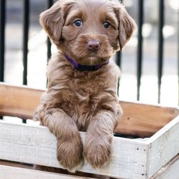 Australian Labradoodle Puppies from Providence Labradoodles