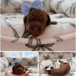 Liberty - Red female Australian Labradoodle puppy in Summerfield, North Carolina from Four Oaks Labradoodles