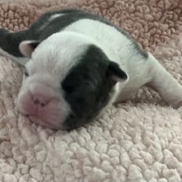 Girl 2 - Blue female Boston Terrier puppy in Coopertown, Tennessee from Toon’s Boston Terriers