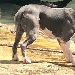 American Bullies from American PitBully