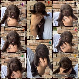 Yellow Collar Female - Chocolate female Labrador Retriever puppy in Kissimmee, Florida from SunState Labs