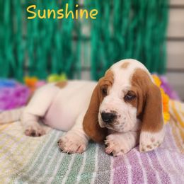 Sunshine - Lemon and white female Basset Hound puppy in Romance, Arkansas from Twin Creek Acres