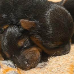 Toby - Black and tan male Yorkshire Terrier puppy in Aiken, South Carolina from Yorkshires Yorkies