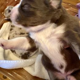 Dancer - Red merle female Miniature Australian Shepherd puppy in Port Saint Lucie, Florida from Charlene Brannon's Mini Australian Shepherds