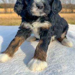 Macbeth - Tri-color male Bernedoodle puppy in Osage City, Kansas from Golden Ridge Goldens