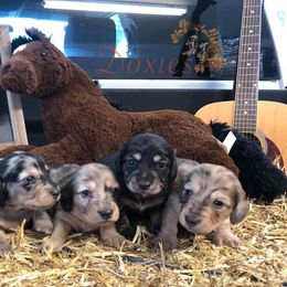 Dachshund Puppies from ForeversEdge Doxies