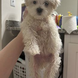 Maltese Puppies from Alisa’s Maltese