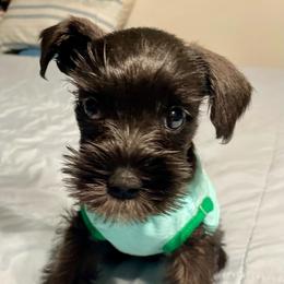 Stormy - Black male Miniature Schnauzer puppy in Interlachen, Florida from Pam's Schnauzers