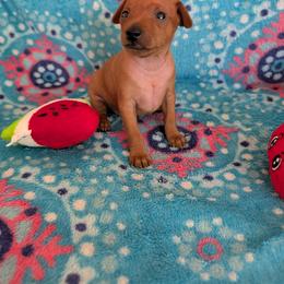 Princess - Red female Miniature Pinscher puppy in Little River, South Carolina from Cheristar