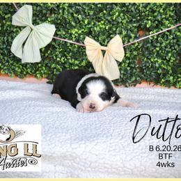 Dutton - Black tri male Miniature Australian Shepherd puppy in Madisonville, Texas from Flying LL Aussies