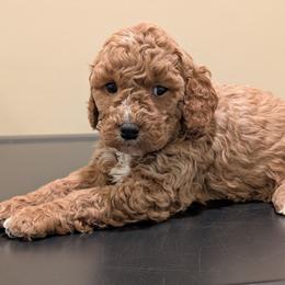 Valentine - Red female Cavapoo puppy in Coshocton, Ohio from Forever Family Puppies