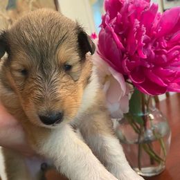 Collie Puppies from Momma Mia Collie