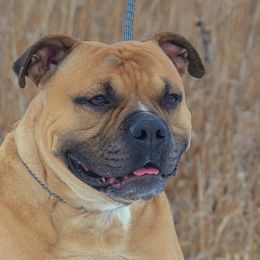 Jerry - Alapaha Blue Blood Bulldog