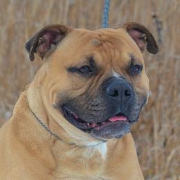 Jerry - Alapaha Blue Blood Bulldog