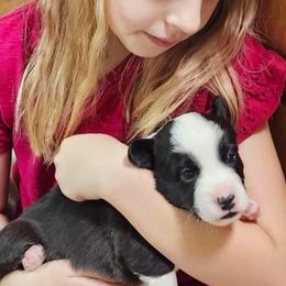 Snoop Dawg (Blue collar) - Black and white male Cardigan Welsh Corgi puppy in Omaha, Arkansas from DnD Corgis