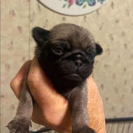 Boy 1 - Fawn male Pug puppy in Olin, North Carolina from Piggy Pugs