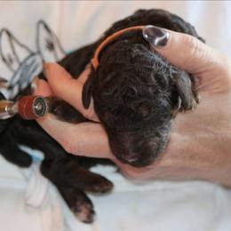 Asher - Phantom male Poodle puppy in Crewe, Virginia from Whispering Woods Farms LLC
