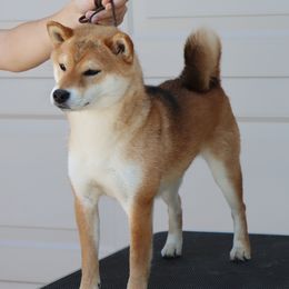 Bette - Shiba Inu