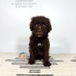Godiva - Chocolate female Goldendoodle puppy in Southwest Ranches, Florida from Dandy Doodle Ranch