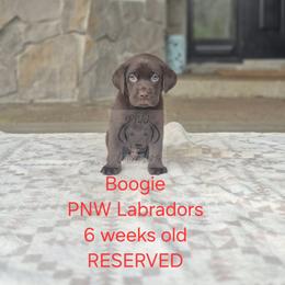 Boogie - Chocolate male Labrador Retriever puppy in Rogue River, Oregon from PNW Labradors