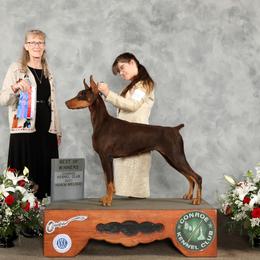 Vizsla All Grown Up from Arailek Vizslas