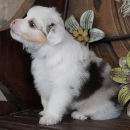 Blue Merle Harlequin Female - Blue merle female Miniature Australian Shepherd puppy in Lawton, Oklahoma from Lindsey’s Aussies
