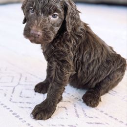 Birdie - Brown and white female Bernedoodle puppy in Orland, California from Shockley’s Elite Doodles