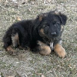 Pink - Black and red female German Shepherd puppy in Herrick, South Dakota from Dakota Shepherds Kennels