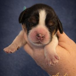 Audi - Black white and tan female English Springer Spaniel puppy in Florida from Thunderbird Springers