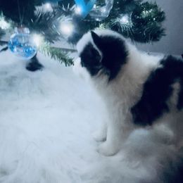 Pomsky Puppies from Oceanway Pomskies