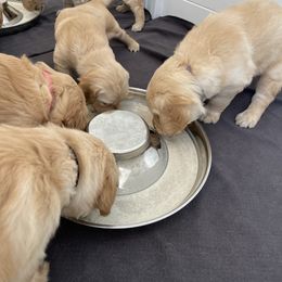 Golden Retriever Puppies from Upper Park Goldens