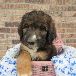 Aussiedoodle, Australian Shepherd, and Poodle Puppies from Kay Kay's Pupper Patch