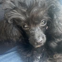 Dante - Poodle
