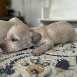Diana - Cream female Dachshund puppy in Sebring, Florida from Mini Weenies