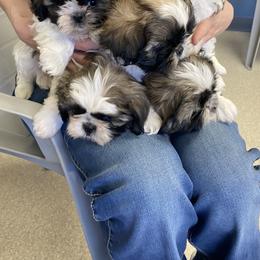 Shih Tzu Puppies from Willow Lane Shih Tzus