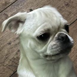 Piper - Pug