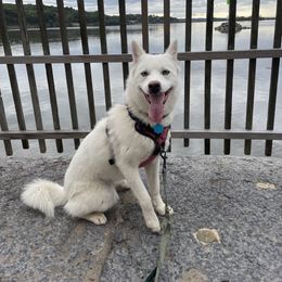 Nora - Pomsky
