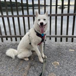 Nora - Pomsky