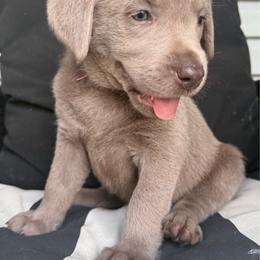 Sylvie- Pink - Silver female Dilute Retriever puppy in Marion, Illinois from Summer Lovin’ Labradors of Southern Illinois