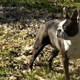 Boston Terriers from A-K Boston Terriers