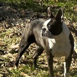 Boston Terriers from A-K Boston Terriers