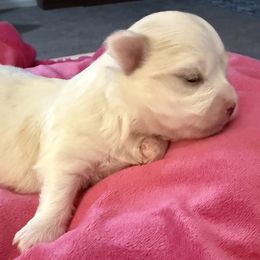 Maltese and Maltipoo Puppies from Julie Tremblay
